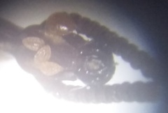 Rhinopteryx