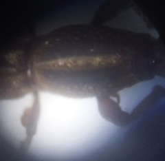 Rhinopteryx
