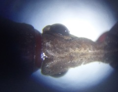 Rhinopteryx