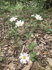 Tanacetum poteriifolium