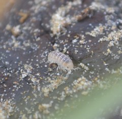 Armadillidium album