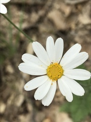 Tanacetum poteriifolium