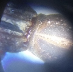 Rhinopteryx