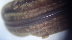 Rhinopteryx