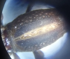 Rhinopteryx