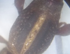 Rhinopteryx