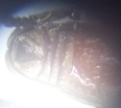 Rhinopteryx