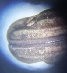 Rhinopteryx