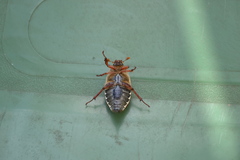 Melolontha melolontha