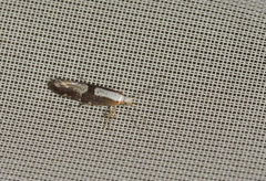 Argyresthia spinosella