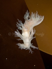 Dendronotus lacteus