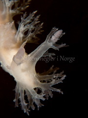 Dendronotus lacteus