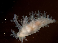Dendronotus lacteus