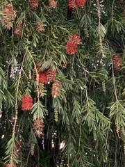 Zosterops lateralis lateralis