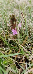 Pedicularis sylvatica