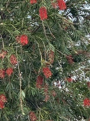 Zosterops lateralis lateralis