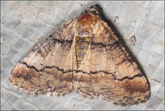 Cryphaea xylina
