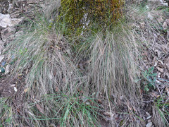 Festuca capillifolia