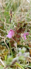 Pedicularis sylvatica
