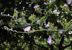 Convolvulus canariensis image