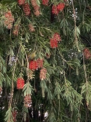 Zosterops lateralis lateralis