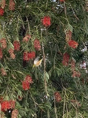 Zosterops lateralis lateralis