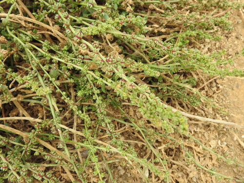 Beta macrocarpa (Beta macrocarpa)