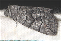 Dysbatus singularis