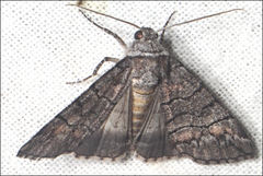 Dysbatus singularis