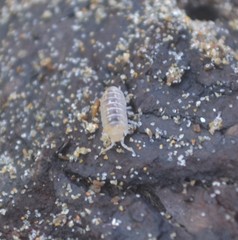 Armadillidium album
