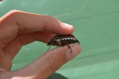 Melolontha melolontha