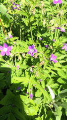 Geranium sylvaticum