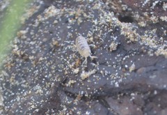 Armadillidium album
