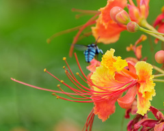 Thyreus himalayensis
