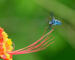 Thyreus himalayensis
