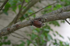 Melolontha melolontha