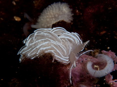 Favorinus blianus
