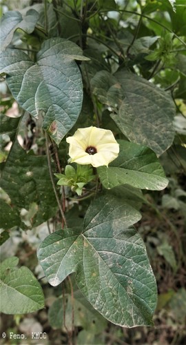 Hewittia malabarica image