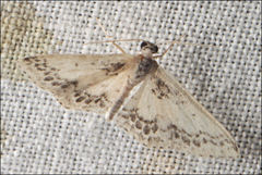 Idaea pseliota