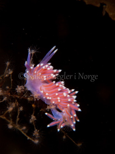 Pink Coryphella