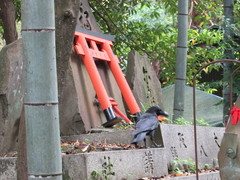 Corvus macrorhynchos