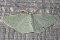 Prasinocyma ocyptera