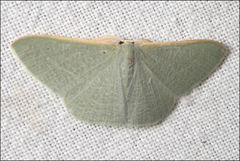 Prasinocyma ocyptera