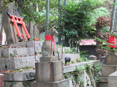 Corvus macrorhynchos