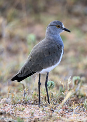 Vanellus lugubris