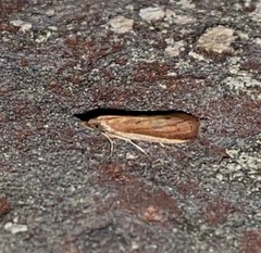 Peoria roseotinctella