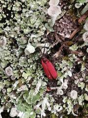 Dictyoptera aurora