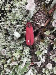 Dictyoptera aurora