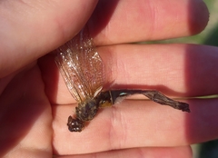 Cordulia aenea aenea