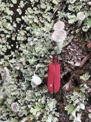 Dictyoptera aurora